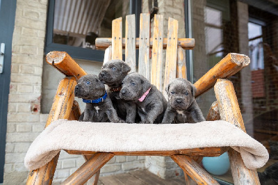 le Domaine du Chene des Près - Cane Corso - Portée née le 21/08/2024