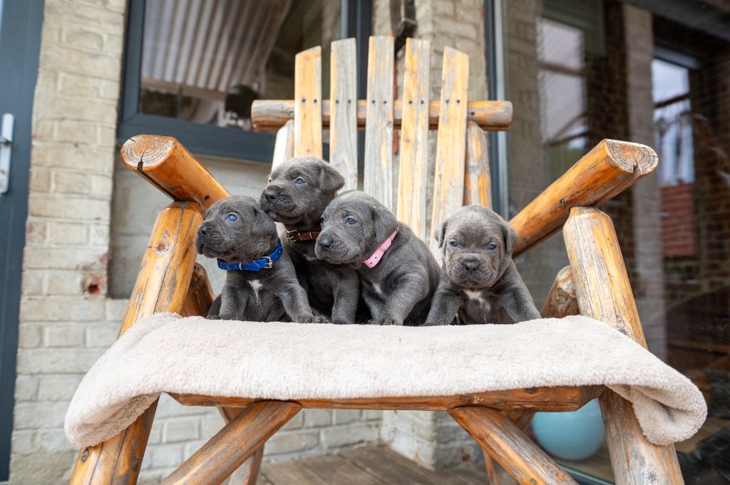 chiot Cane Corso le Domaine du Chene des Près