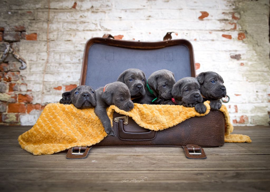 Chiot Cane Corso le Domaine du Chene des Près